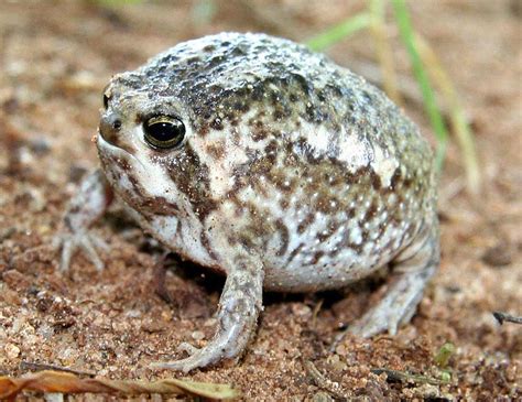 The Desert Rain Frog, Breviceps macrops, is listed as Vulnerable on the IUCN Red List of Threatened SpeciesTM. It occurs on the Namaqualand coast of South Africa, north to …